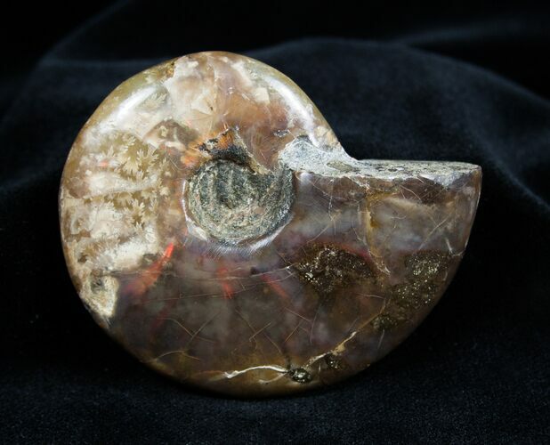 / Inch Flashy Red Iredescent Ammonite #1345